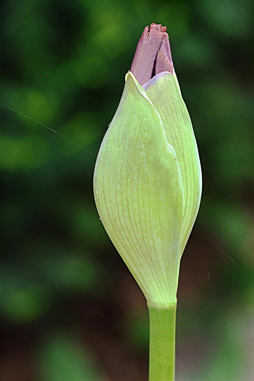 Photo of Tall Bearded Iris (Iris 'Sing in Harmony') uploaded by marsrover