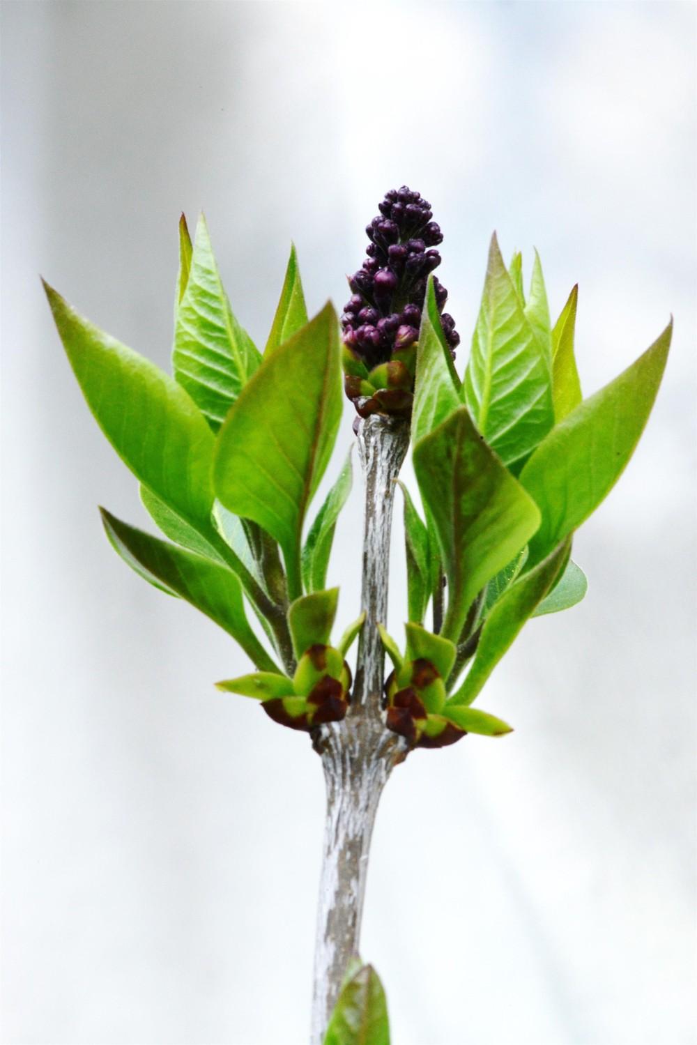 Photo of Common Lilac (Syringa vulgaris 'Charles Joly') uploaded by marsrover