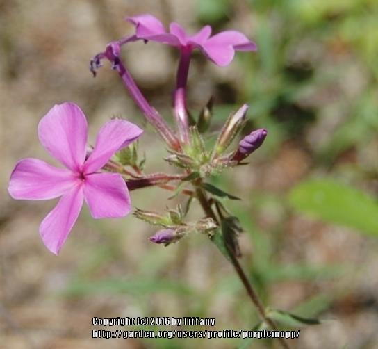 Photo of Florida Phlox (Phlox floridana) uploaded by purpleinopp