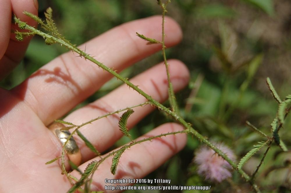 Photo of Sensitive Briar (Mimosa microphylla) uploaded by purpleinopp