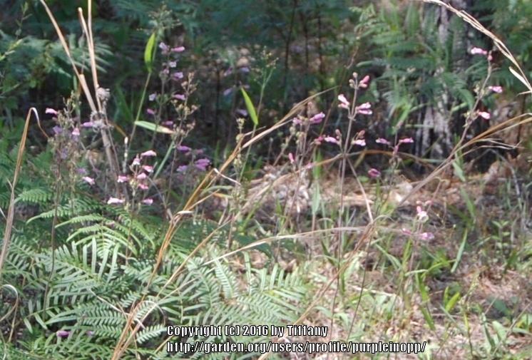 Photo of Southern Penstemon (Penstemon australis) uploaded by purpleinopp