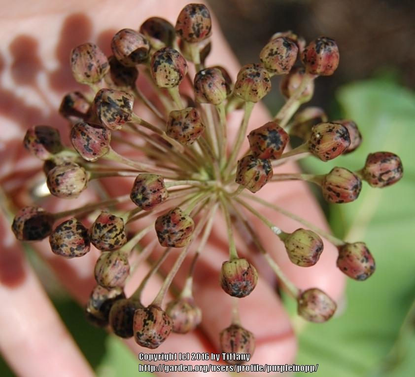 Photo of Clasping Milkweed (Asclepias amplexicaulis) uploaded by purpleinopp
