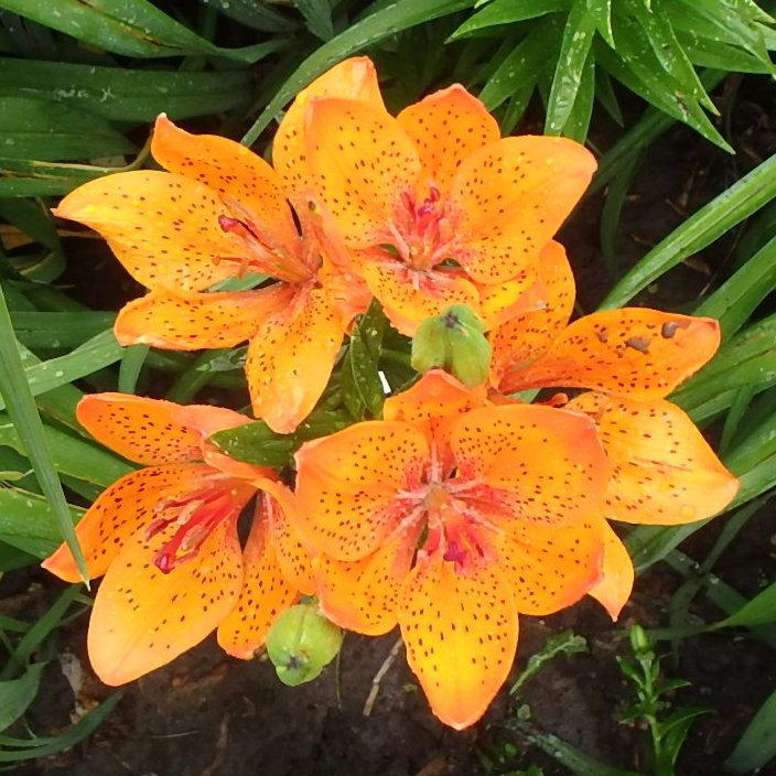 Photo of Lily (Lilium 'Rusty') uploaded by stilldew