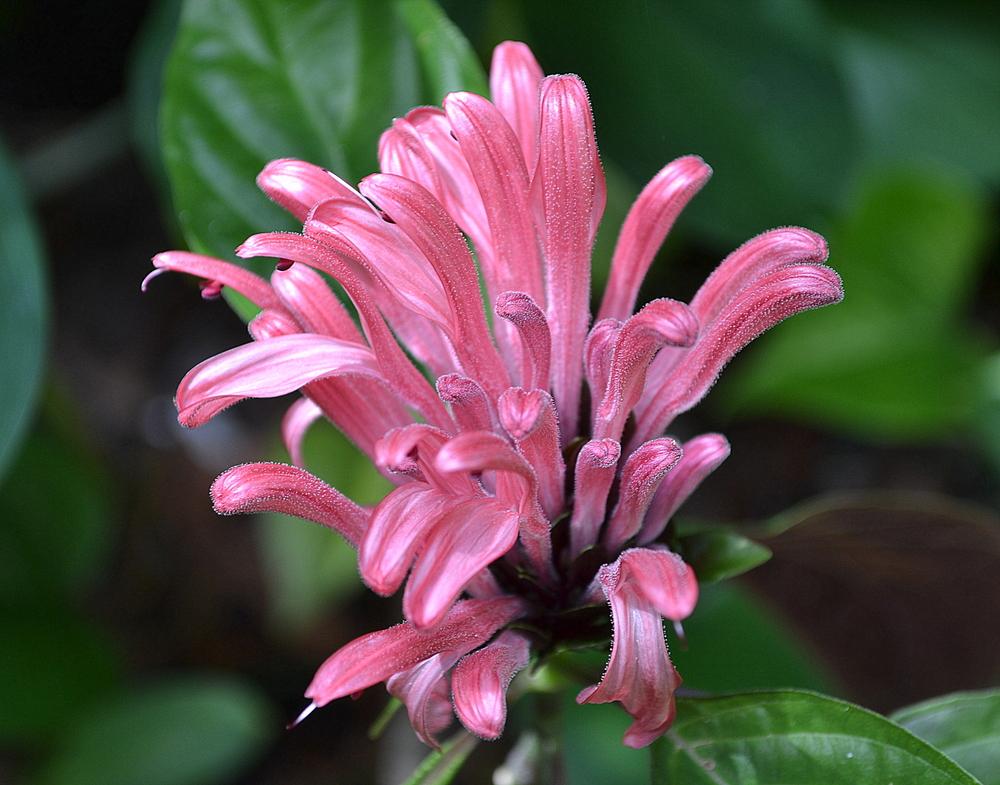 Photo of Brazilian Plume (Justicia carnea) uploaded by sunkissed