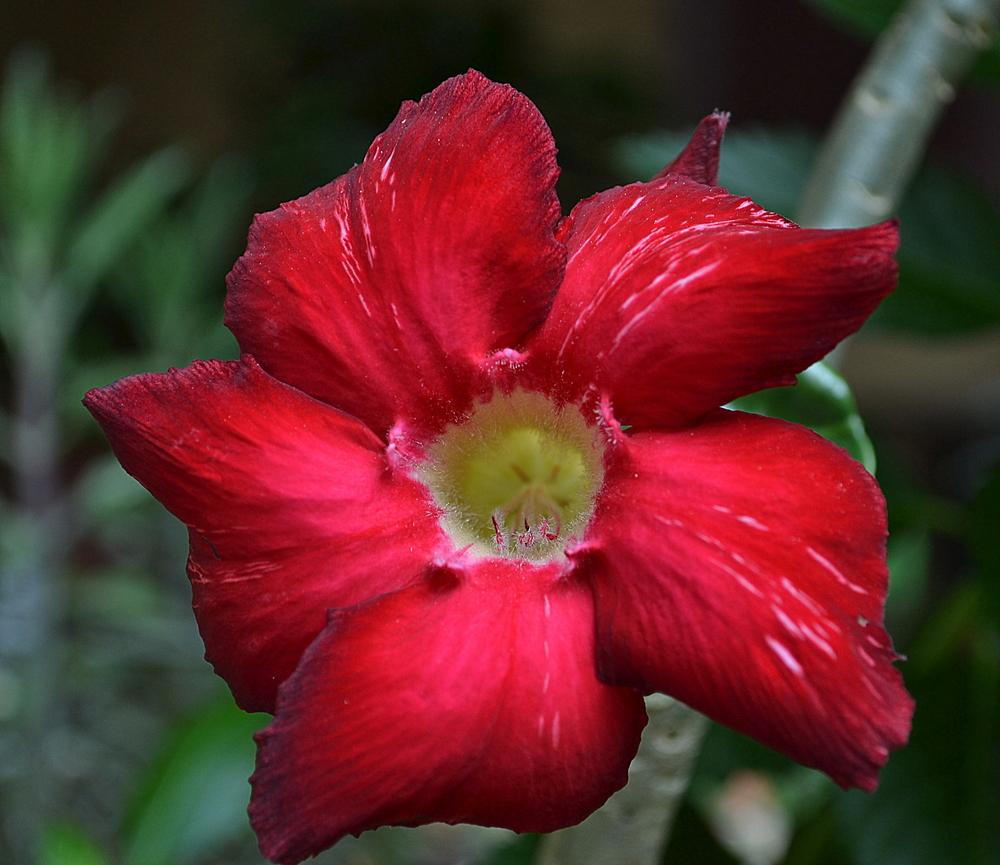 Photo of Desert Rose (Adenium obesum) uploaded by sunkissed