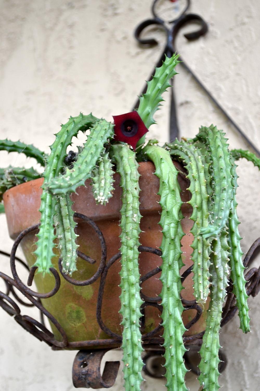 Photo of Huernia (Ceropegia 'Red Dragon Flower') uploaded by sunkissed