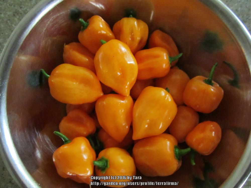 Photo of Habanero (Capsicum chinense 'Orange') uploaded by terrafirma