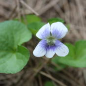 A little wild white violet with a very pretty blue throat.
