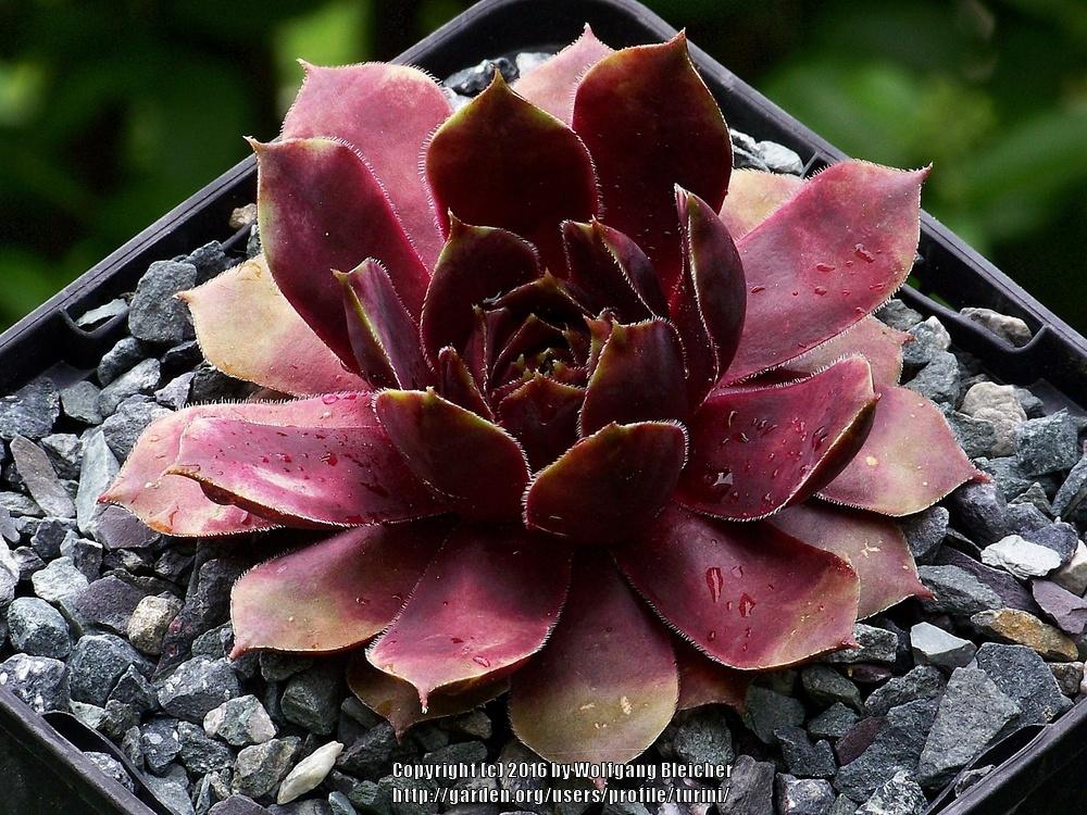 Photo of Hen and Chicks (Sempervivum 'Bengal') uploaded by turini