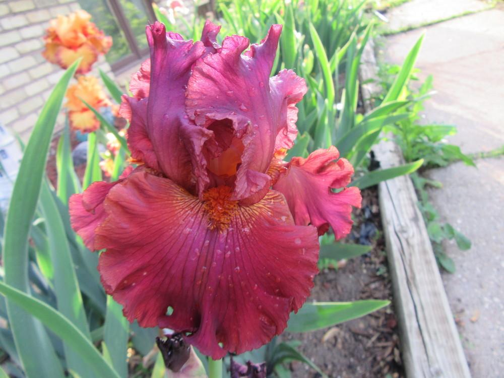 Photo of Tall Bearded Iris (Iris 'Ready for My Closeup') uploaded by tveguy3