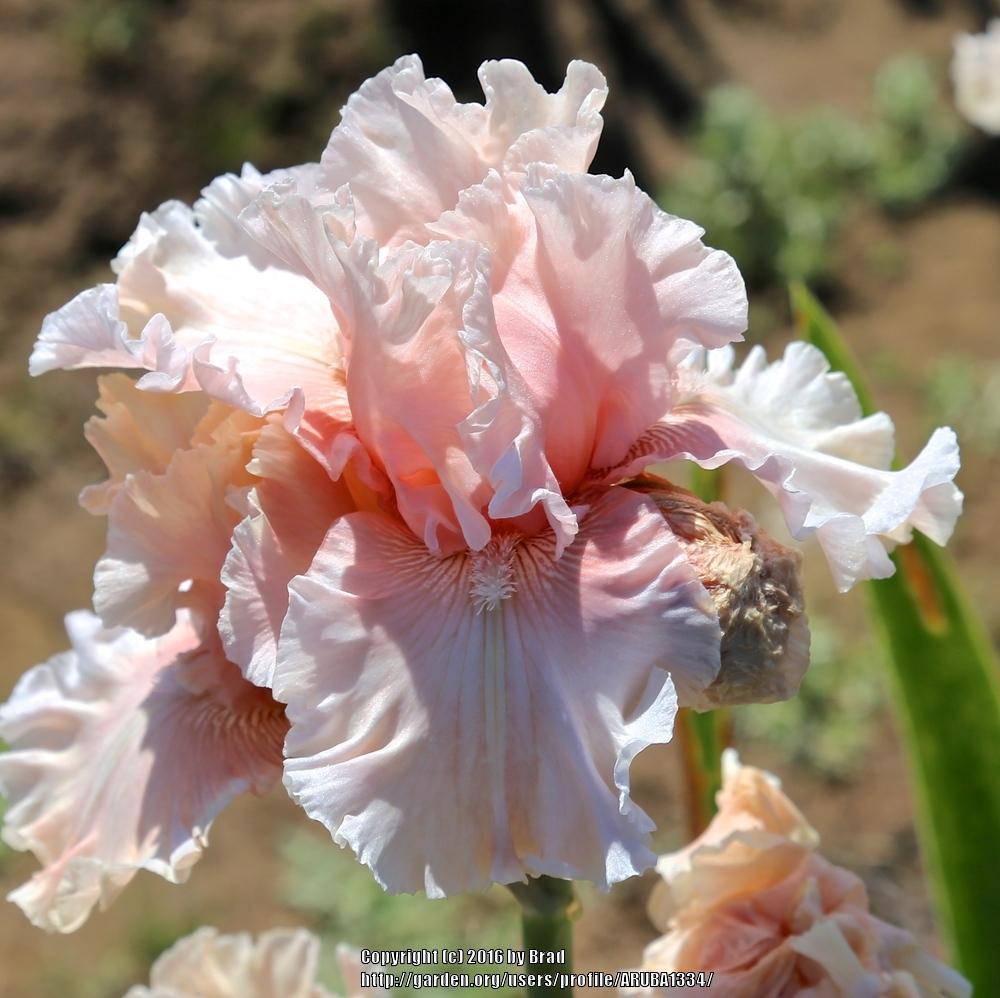 Photo of Tall Bearded Iris (Iris 'Shy Girl') uploaded by ARUBA1334