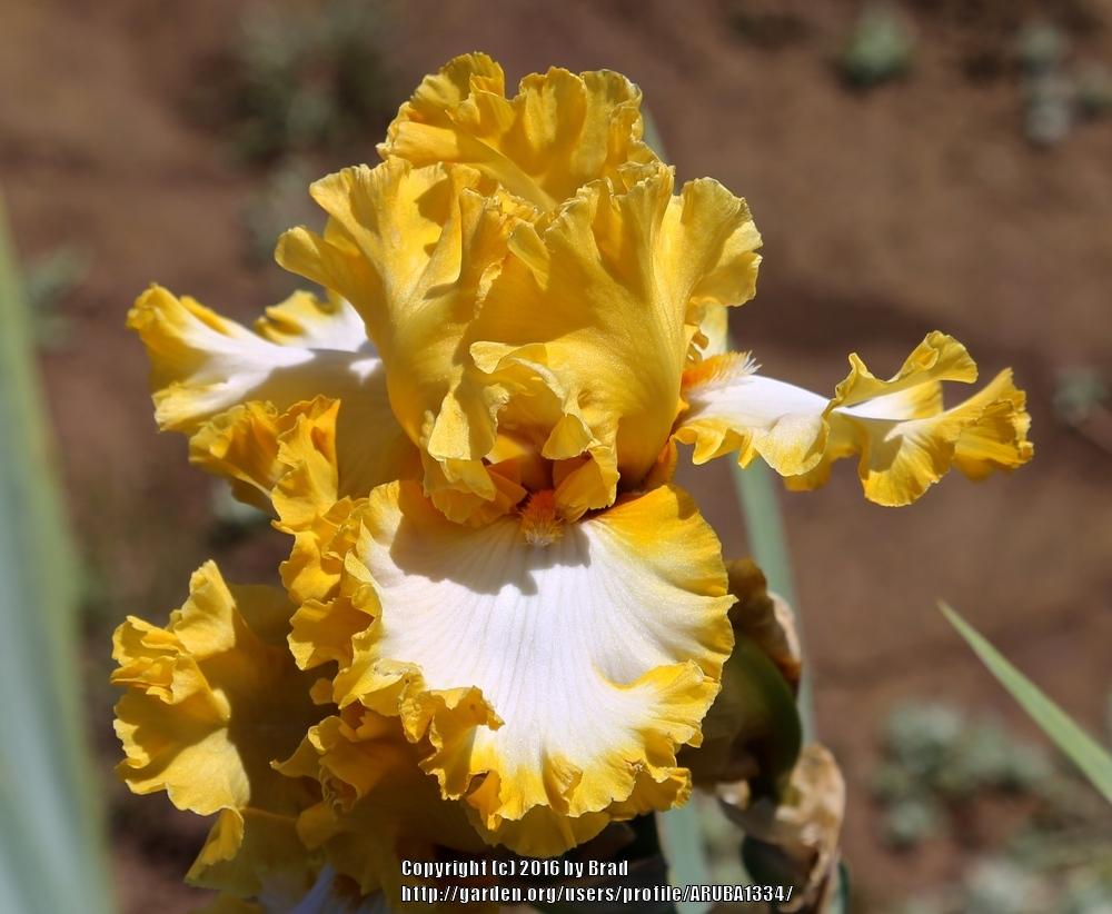 Photo of Tall Bearded Iris (Iris 'Flauntress') uploaded by ARUBA1334