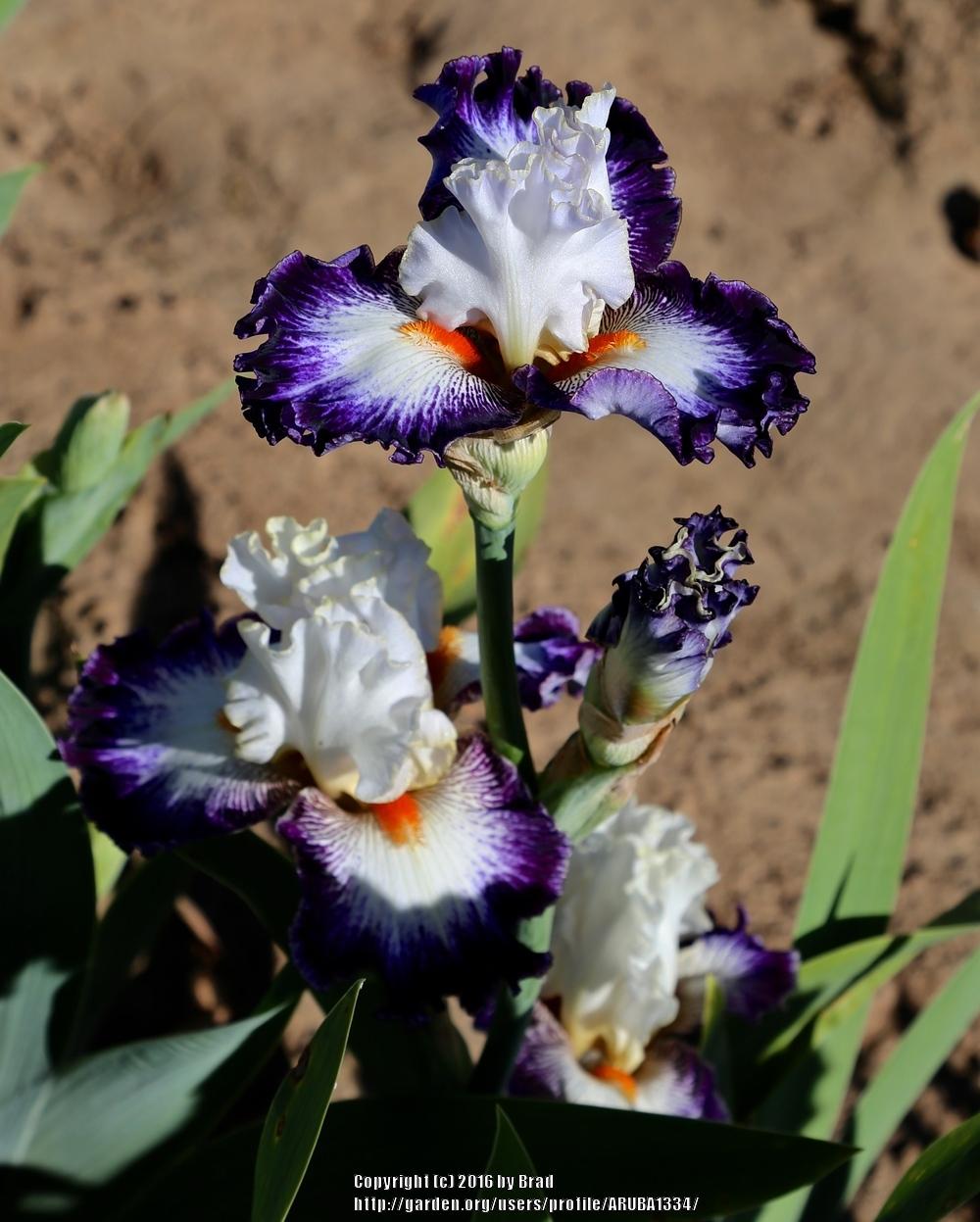Photo of Tall Bearded Iris (Iris 'Dancing Delight') uploaded by ARUBA1334