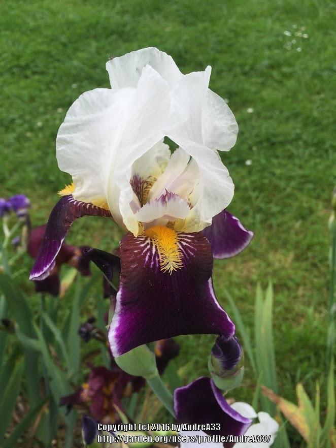 Photo of Tall Bearded Iris (Iris 'Bright Hour') uploaded by AndreA33
