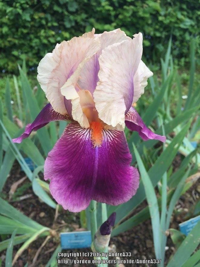 Photo of Tall Bearded Iris (Iris 'Pipes of Pan') uploaded by AndreA33