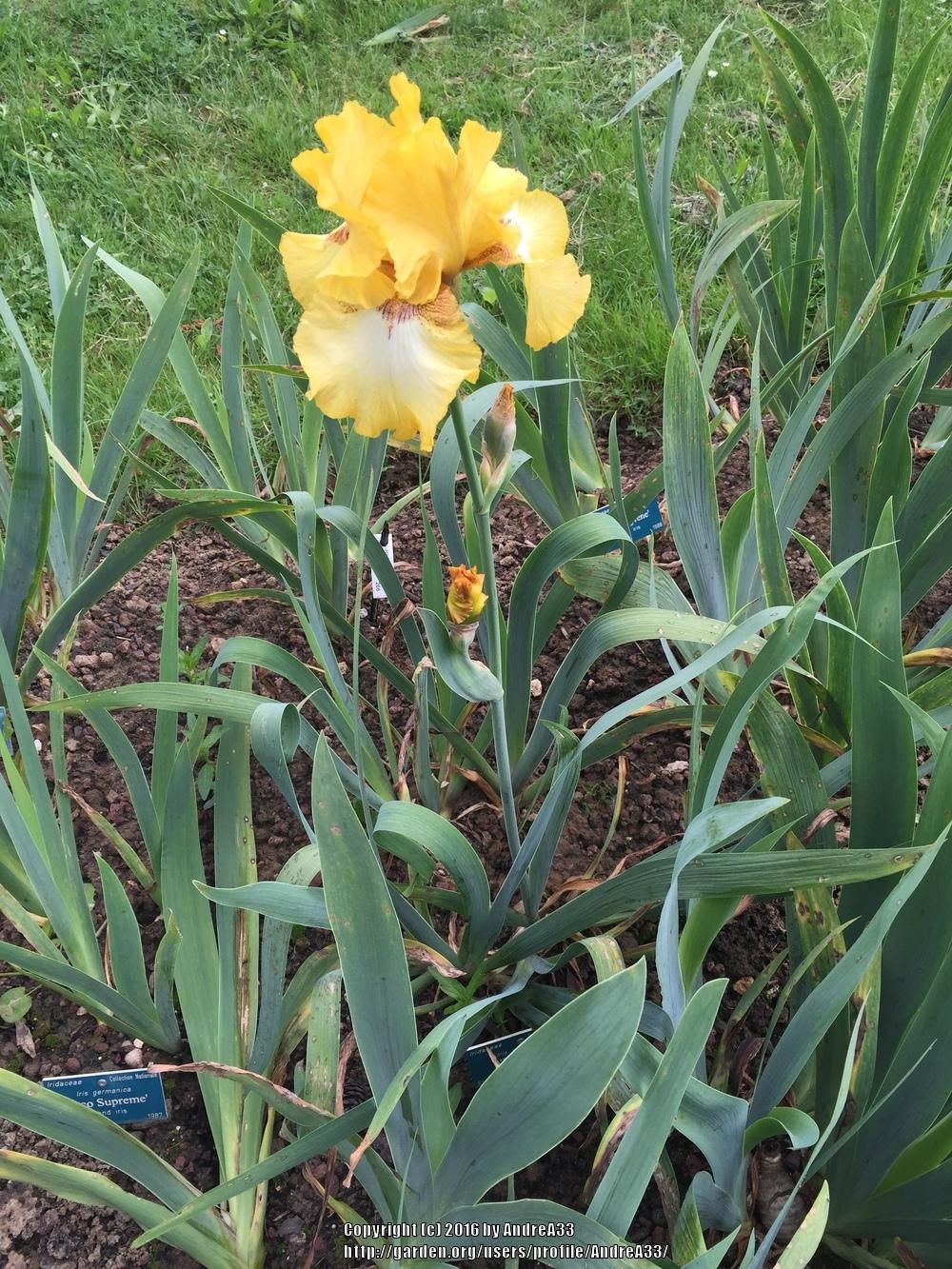 Photo of Tall Bearded Iris (Iris 'Panocha') uploaded by AndreA33