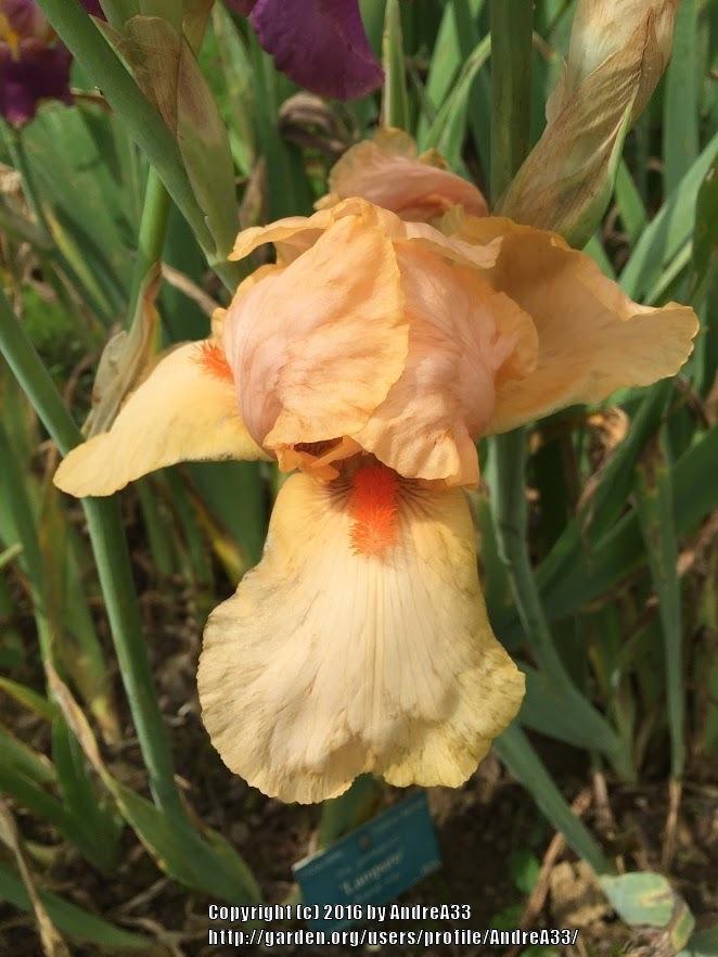 Photo of Tall Bearded Iris (Iris 'Valimar') uploaded by AndreA33