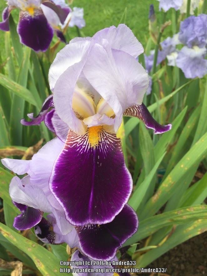 Photo of Tall Bearded Iris (Iris 'Froufrou') uploaded by AndreA33