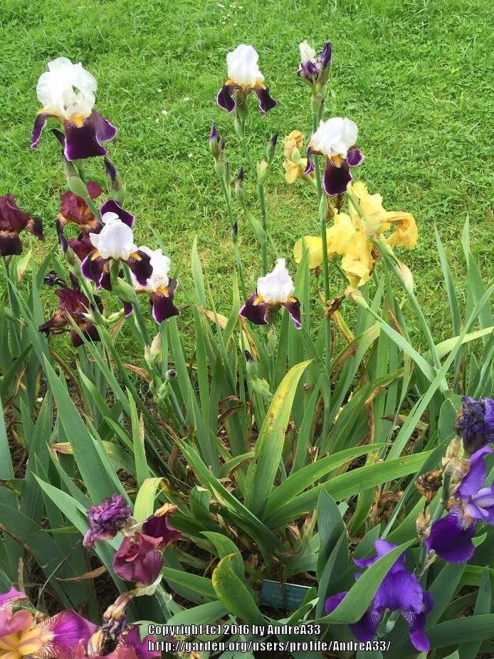 Photo of Tall Bearded Iris (Iris 'Bright Hour') uploaded by AndreA33