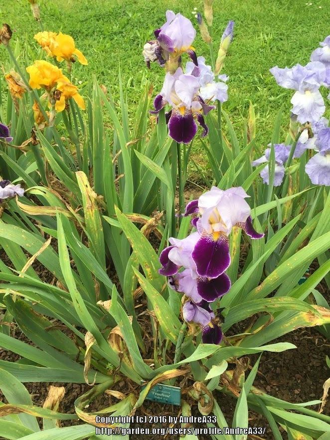 Photo of Tall Bearded Iris (Iris 'Froufrou') uploaded by AndreA33