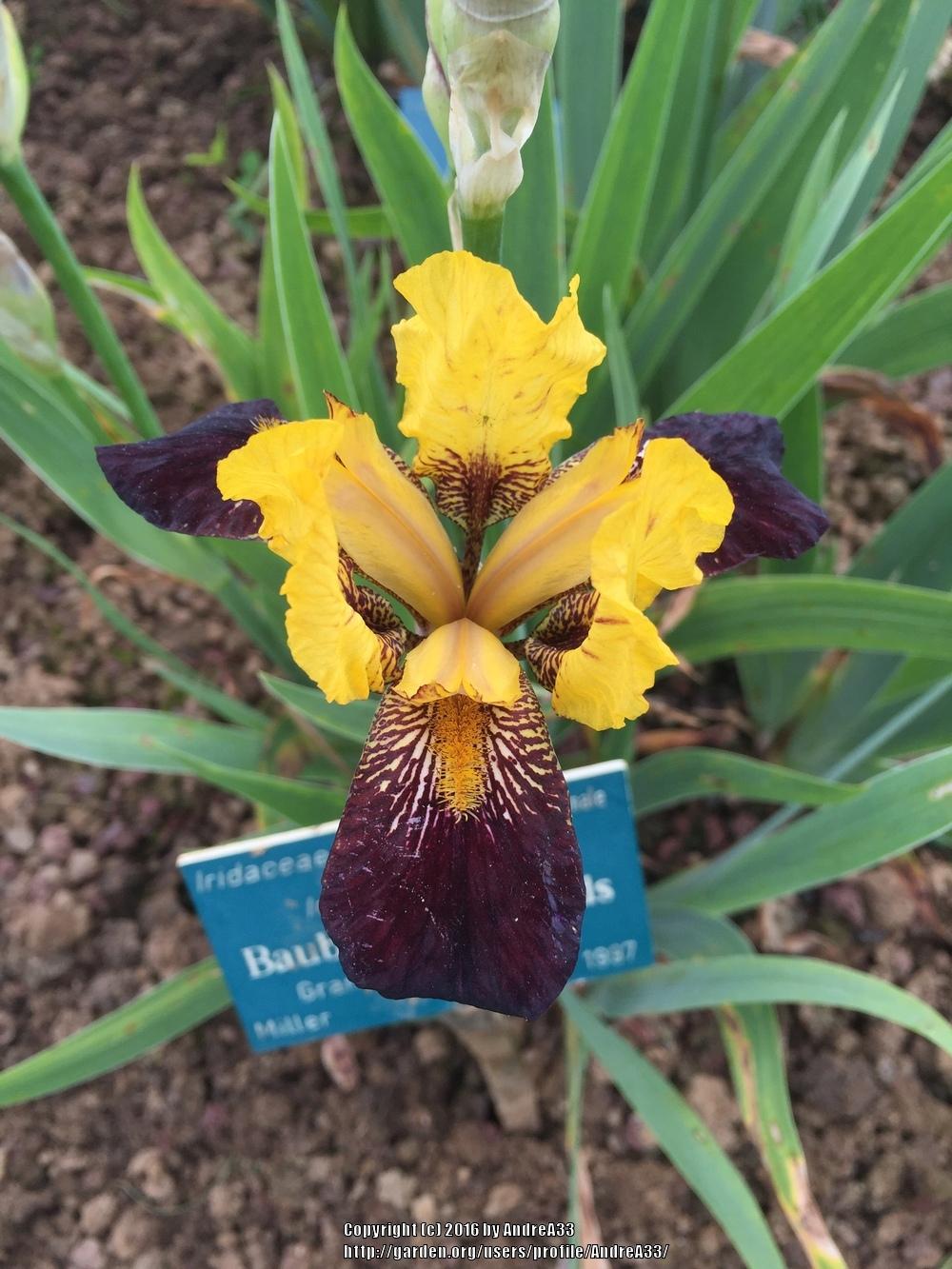Photo of Miniature Tall Bearded Iris (Iris 'Baubles and Beads') uploaded by AndreA33