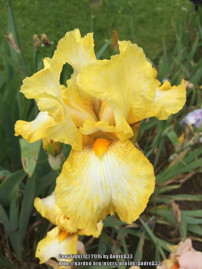 Photo of Tall Bearded Iris (Iris 'Charmaine') uploaded by AndreA33