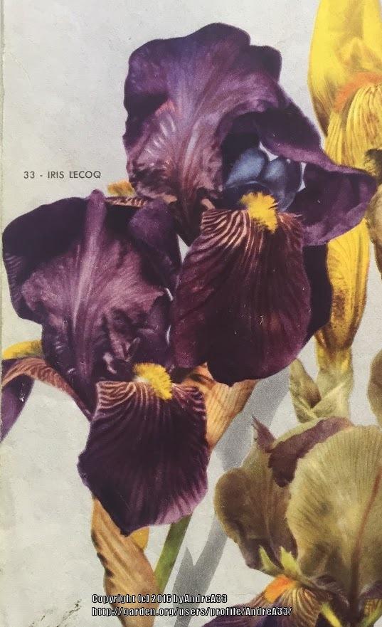 Photo of Tall Bearded Iris (Iris 'Lecoq') uploaded by AndreA33