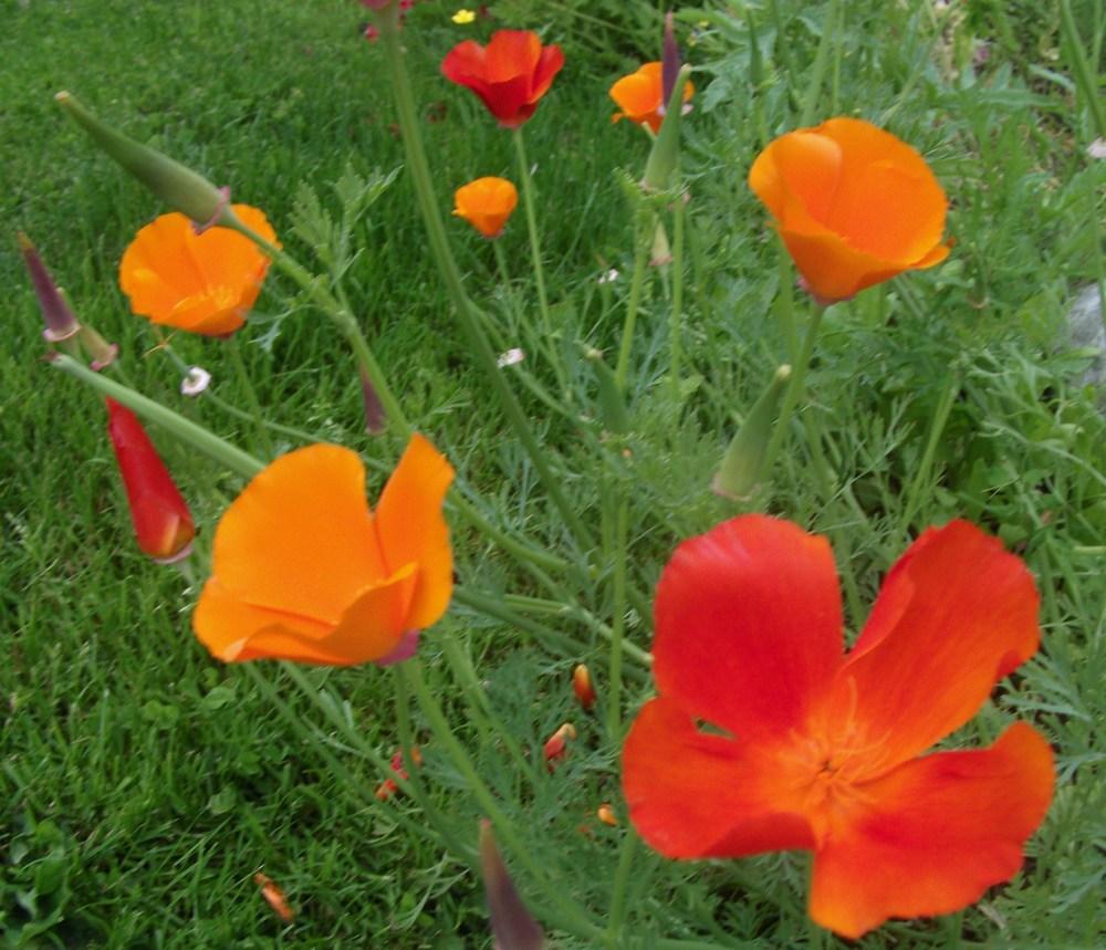 Photo of California Poppy (Eschscholzia californica) uploaded by Bonehead