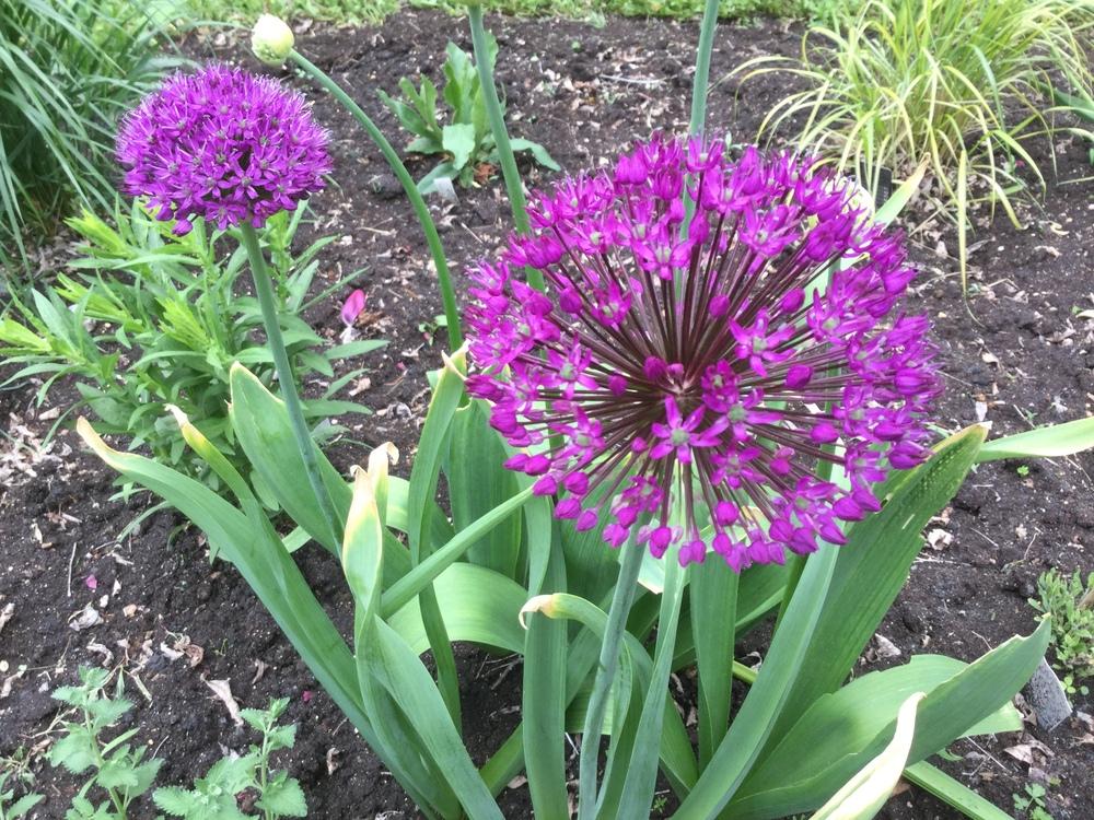 Photo of Flowering Onion (Allium 'Purple Sensation') uploaded by DebbieC
