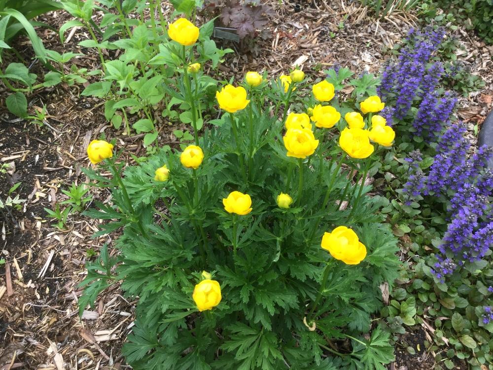 Photo of Garden Globeflower (Trollius x cultorum 'Lemon Queen') uploaded by DebbieC