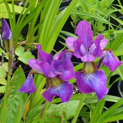 Location: Nora's Garden - Castlegar BC
Date: 2014-06-12
 10:51 am. The purple bud unfolds into a richly coloured Iris.