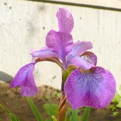 Location: Nora's Garden - Castlegar BC
Date: 2016-05-25
 6:44 pm. This Iris morphs into a much paler pink mauve towards t