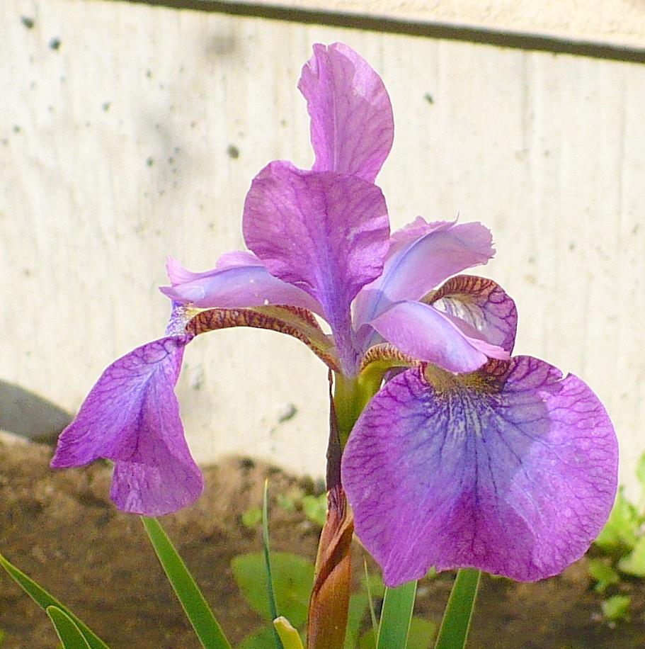 Photo of Siberian Iris (Iris 'Chilled Wine') uploaded by HemNorth
