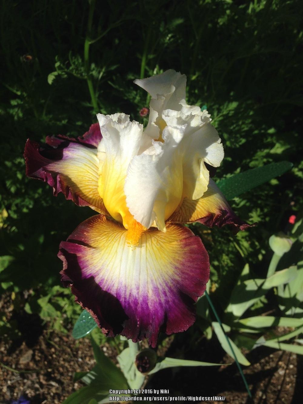 Photo of Tall Bearded Iris (Iris 'Starship Enterprise') uploaded by HighdesertNiki