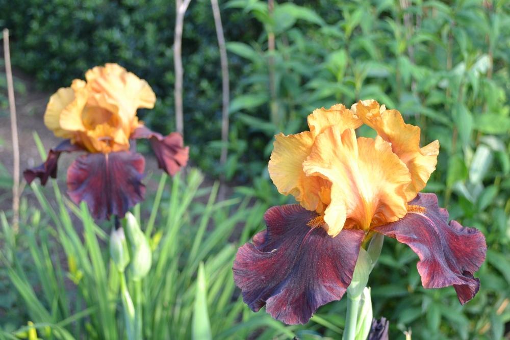 Photo of Tall Bearded Iris (Iris 'Supreme Sultan') uploaded by HollyAnnS