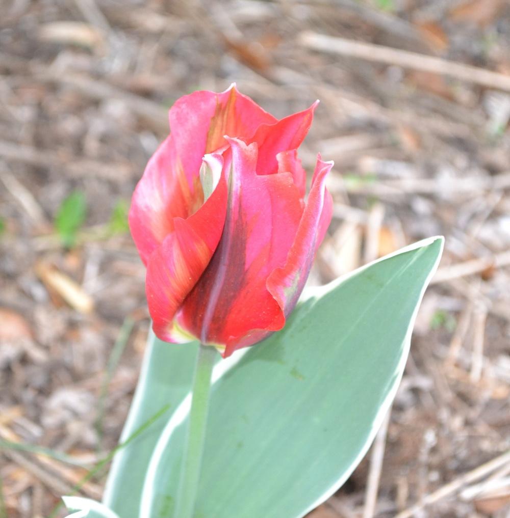 Photo of Viridiflora Tulip (Tulipa 'Esperanto') uploaded by HollyAnnS