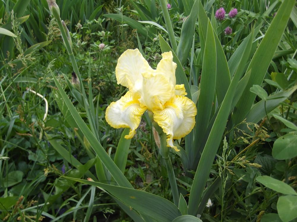 Photo of Border Bearded Iris (Iris 'Rielle') uploaded by Linneaj