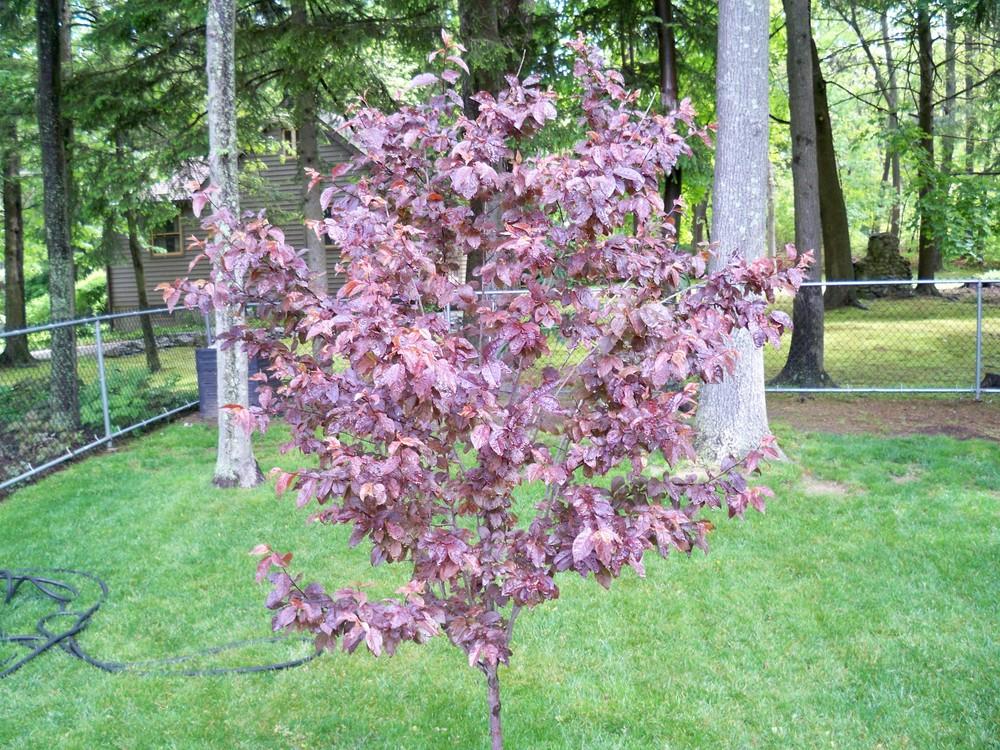 Photo of Cherry Plum (Prunus cerasifera 'Thundercloud') uploaded by NJBob
