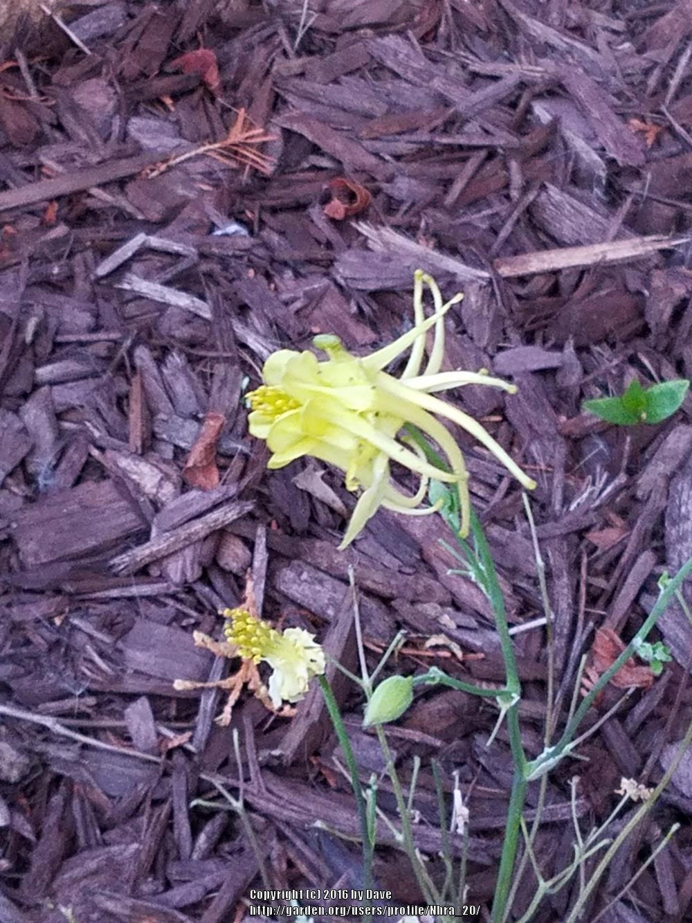 Photo of Golden Columbine (Aquilegia chrysantha) uploaded by Nhra_20
