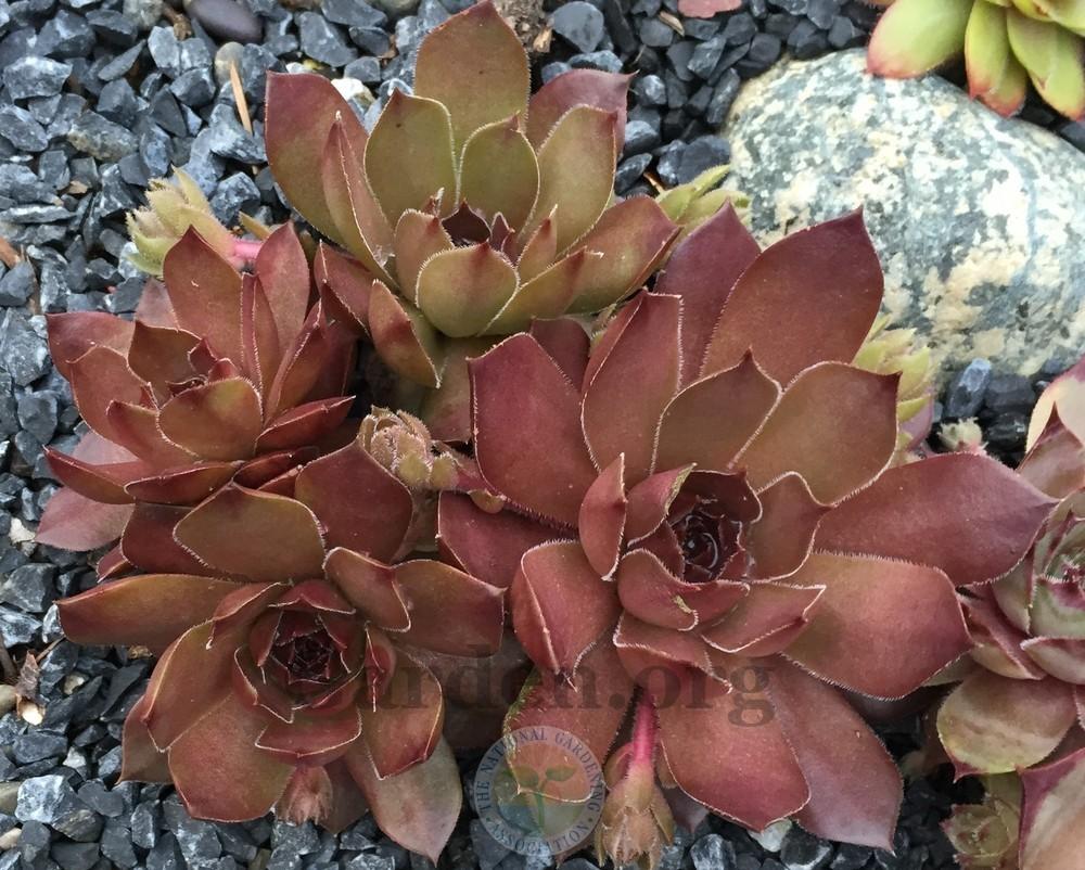 Photo of Hen and Chicks (Sempervivum 'Pacific Devil's Food') uploaded by Patty