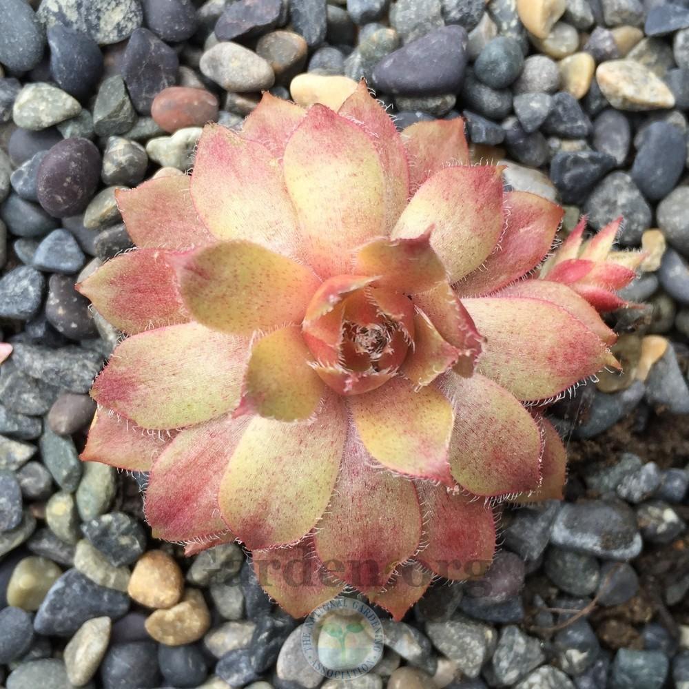 Photo of Hen and Chicks (Sempervivum 'Jewel Case') uploaded by Patty