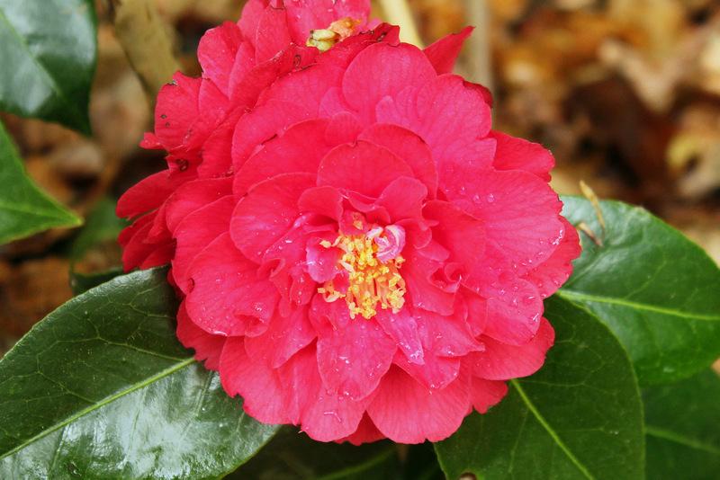 Photo of Camellia 'Fire 'n Ice' uploaded by RuuddeBlock