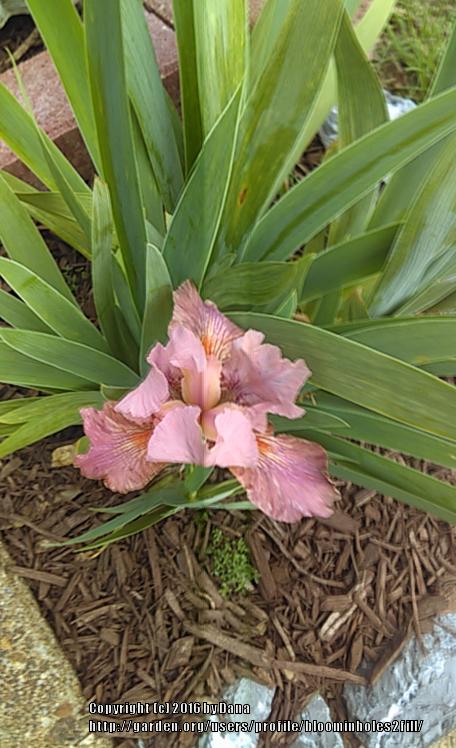 Photo of Intermediate Bearded Iris (Iris 'Strawberry Love') uploaded by bloominholes2fill