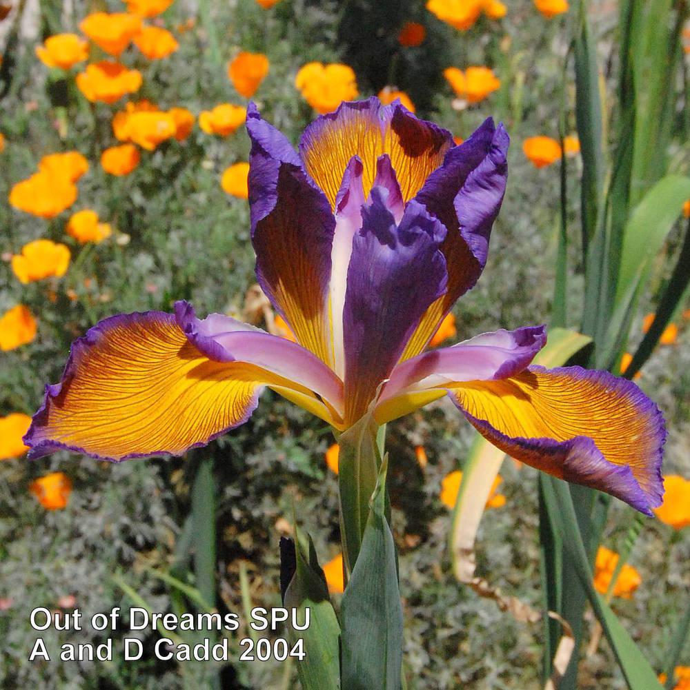 Photo of Spuria Iris (Iris 'Out of Dreams') uploaded by coboro