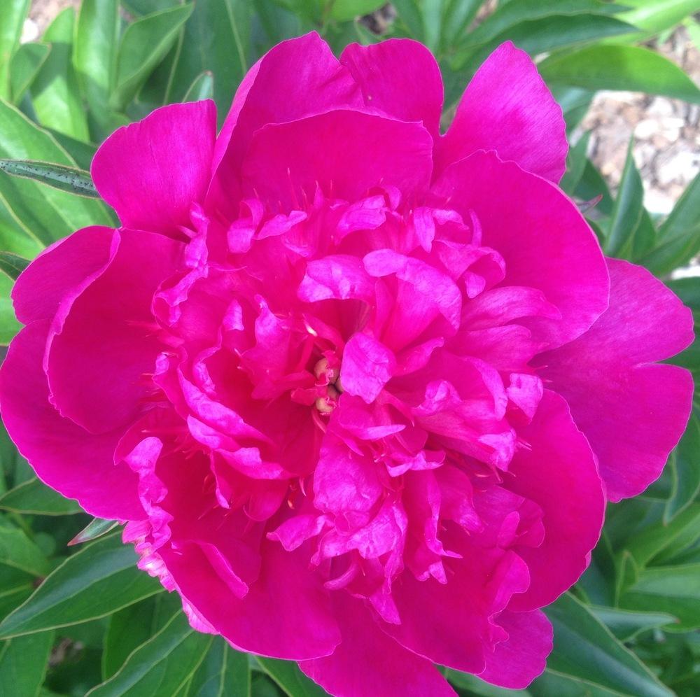 Photo of Garden Peony (Paeonia lactiflora 'Madame Butterfly') uploaded by csandt