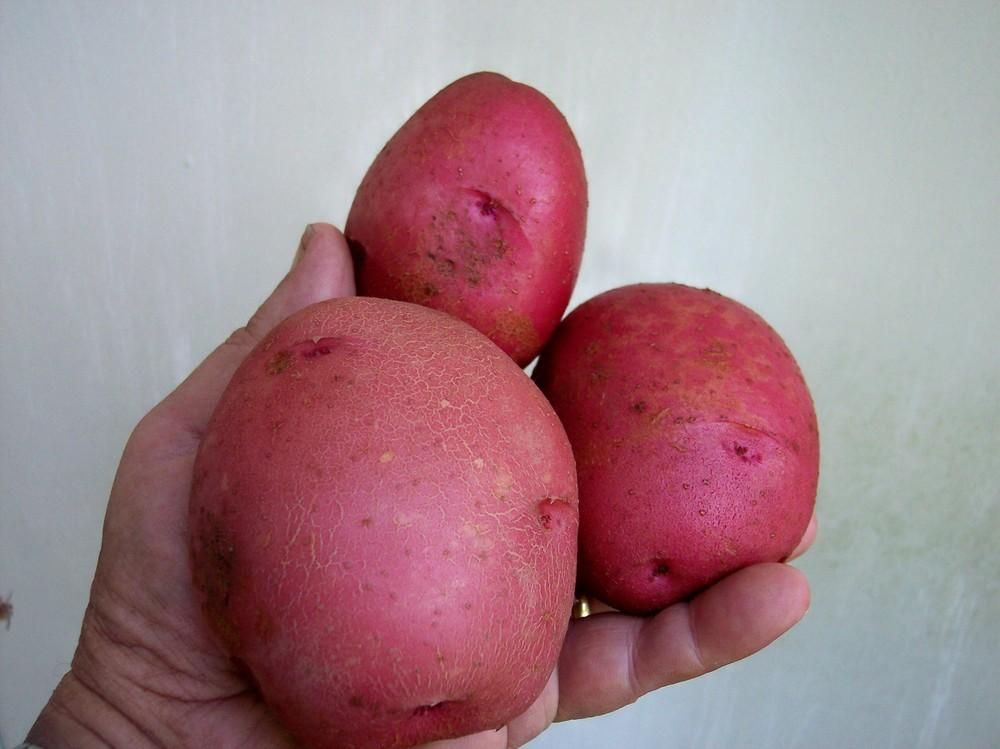 Photo of Potato (Solanum tuberosum 'Red Norland') uploaded by farmerdill