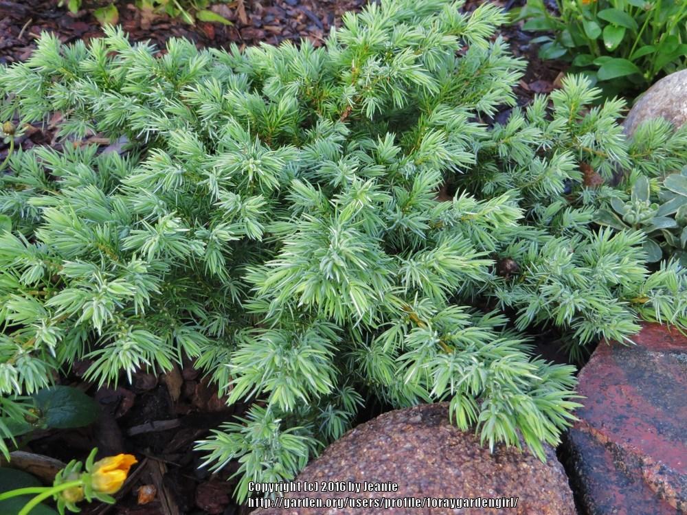 Photo of Juniper (Juniperus communis Blueberry Delight®) uploaded by foraygardengirl
