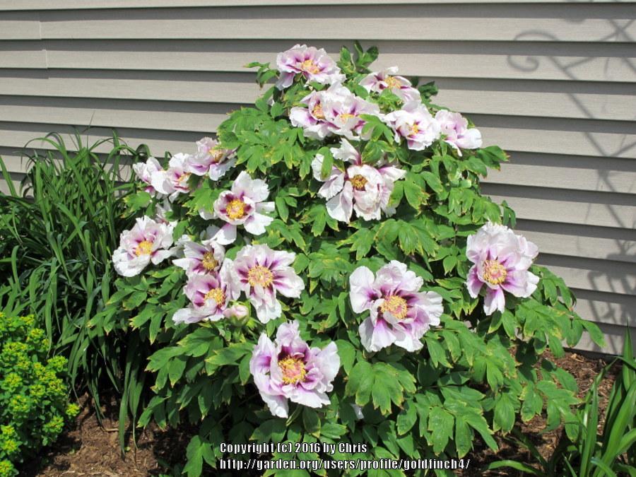 Photo of Rockii Hybrid Tree Peony (Paeonia 'Guardian of the Monastery') uploaded by goldfinch4