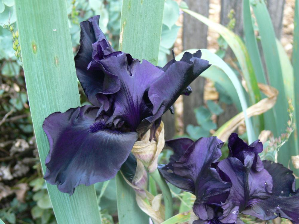 Photo of Tall Bearded Iris (Iris 'Before the Storm') uploaded by janwax