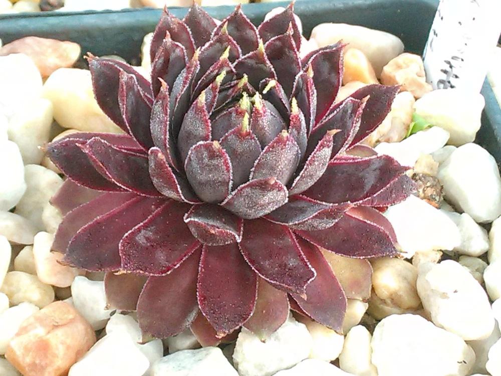 Photo of Hen and Chicks (Sempervivum 'Patent Leather Shoes') uploaded by jkbingh